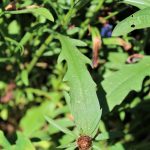 knapweed leaf