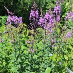 fireweed plant