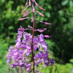 fireweed in flower