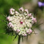 developing Queen Anne's lace flower