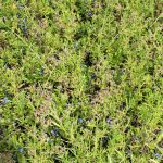 Galium boreale in wild blueberry field