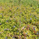 rough hawkweed in wild blueberry field