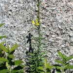Linaria vulgaris in flower