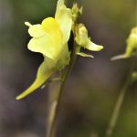 Linaria vulgaris flower