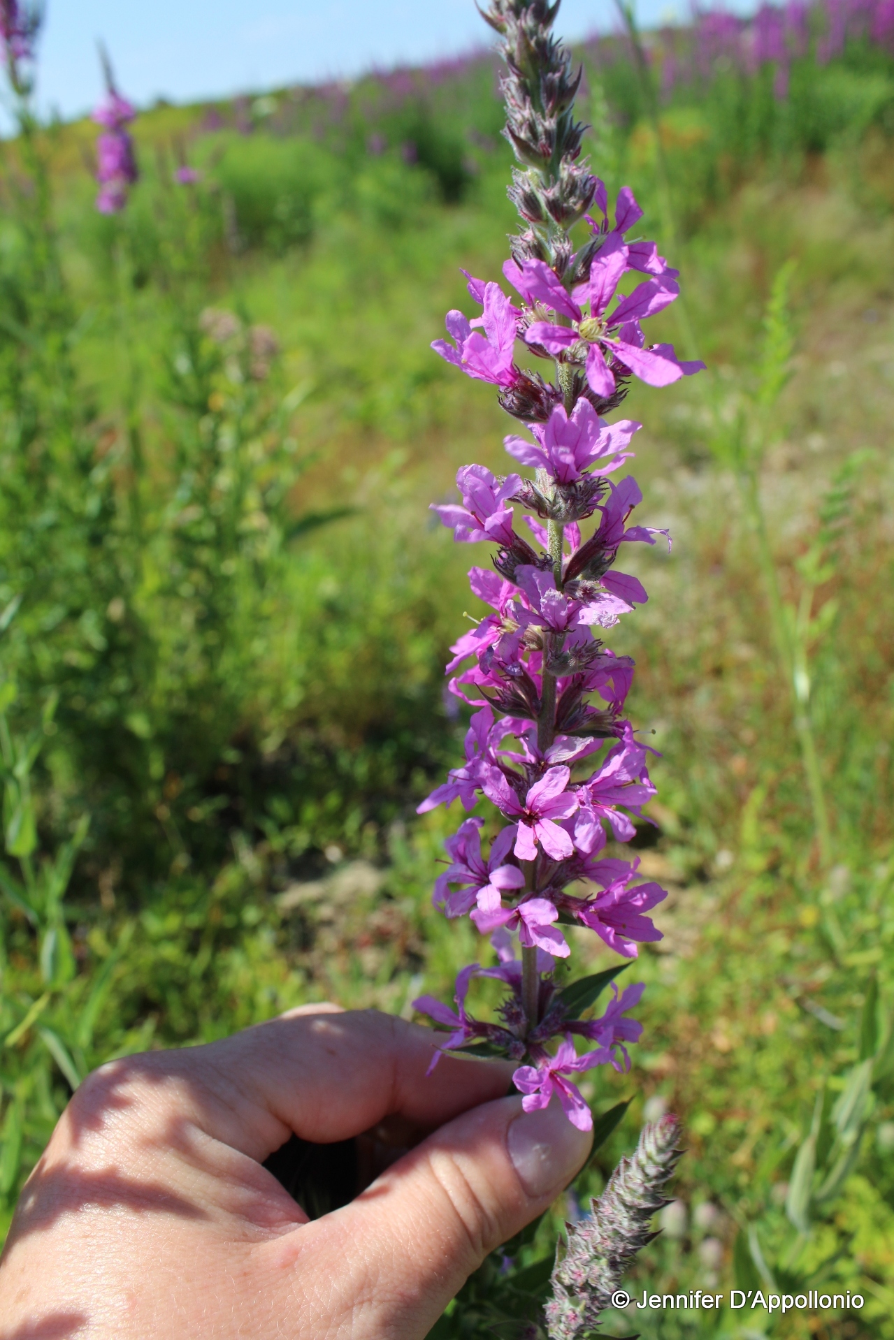 Purple Loosestrife Cooperative Extension Maine Wild Blueberries 