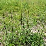 Solidago puberula in wild blueberry field