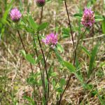 red clover plant
