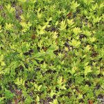sessileleaf bellwort plants
