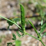 Vicia sativa, fresh seed pod