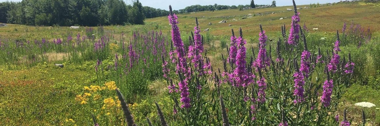 Flowering weeds in blueberry field.