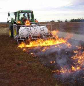 flamer with tractor, burn pruning the blueberries