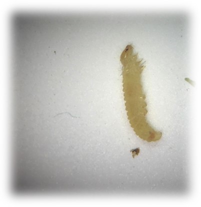 Leafminer Larva