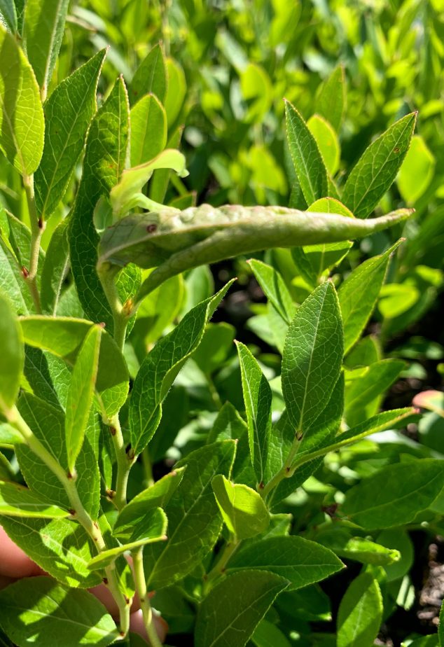 Tipmidge on blueberry stem, showing the hockey puck shape of twisted leaves with dimpling