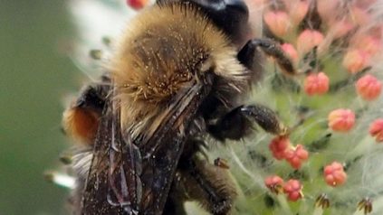 bee poillinator on flower (close up)