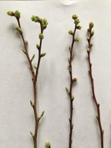 3 blueberry stems on wite paper with green buds