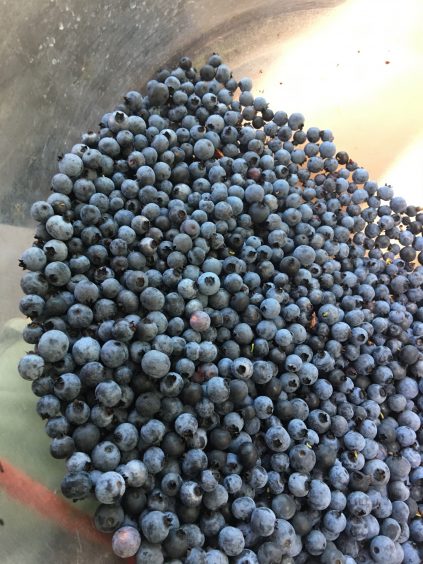 fresh blueberries in a metal bin