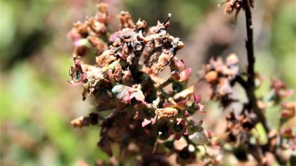 Botrytis cover blueberry plant post bloom