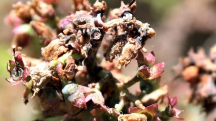 Botrytis cover blueberry plant post bloom
