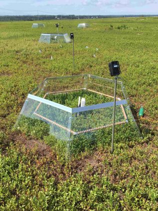 Dr. John Zhang's temperature chambers in the field designed to test the effect of elevated temperature on wilde blueberry