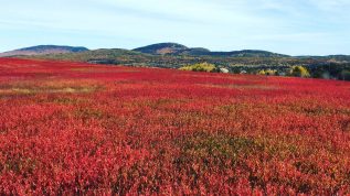 Red blueberry landscape with mountains in the background