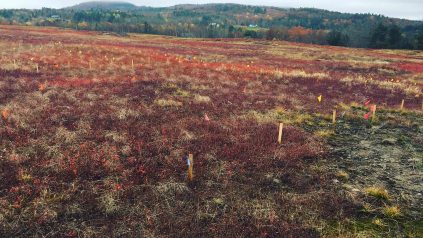 Weedy colorful blueberry field with reds and purples full of yellow grasses