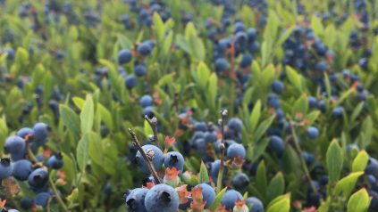 blueberries in the field, ready for harvest