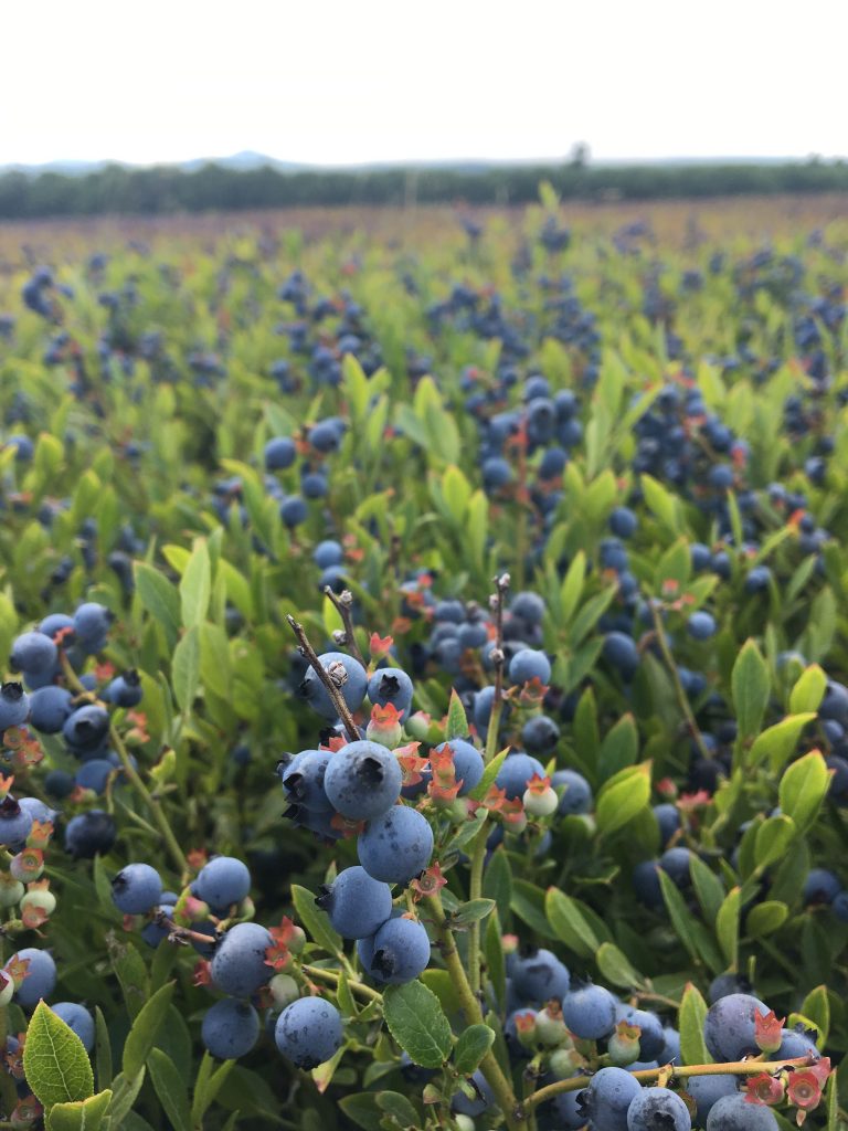 Growing Wild Blueberries at Home Cooperative Extension Maine Wild