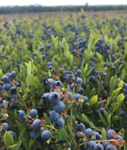 blueberries in the field, ready for harvest