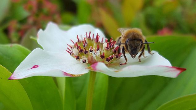 honeybee on bunchberry