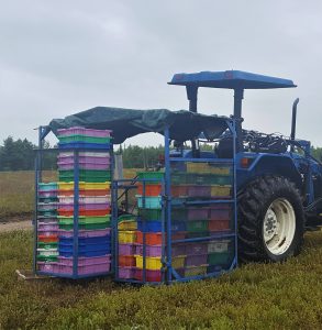 tractor with trailer full of colorful blueberry boxes on a cloudy day