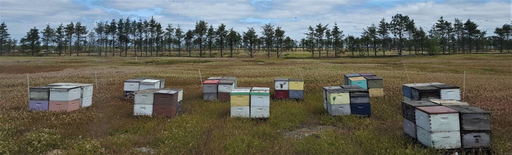 coloful bee boxes in field for pollination with pinetree windbreaks in the background