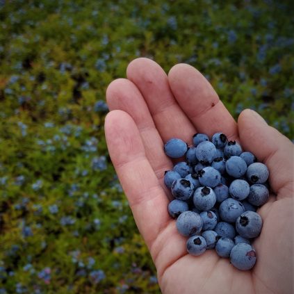 wild blueberries in hand