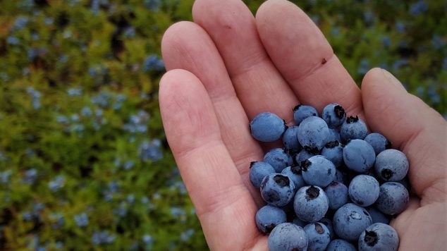 wild blueberries in hand