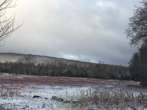 winter blueberry field landscape with snow and gray sky