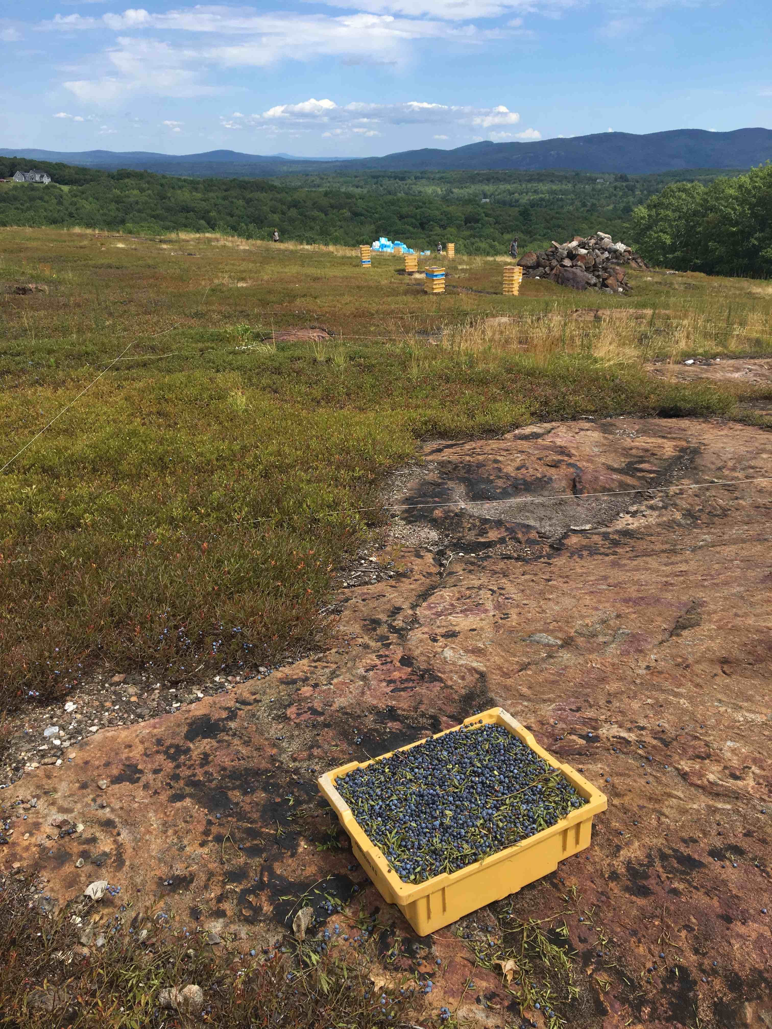 Blueberry box on midcoast mountain
