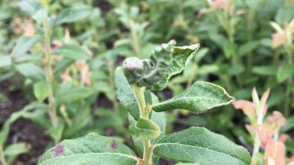 close up, blueberry plant