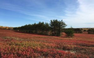 pine tree wind breaks in red blueberry field, cherryfield maine
