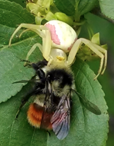 bumble bee being eaten by a large white and pink spider