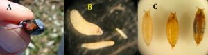 Spotted wing drosophila larval stages