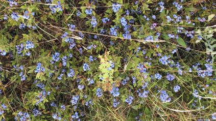 blueberries in crop field