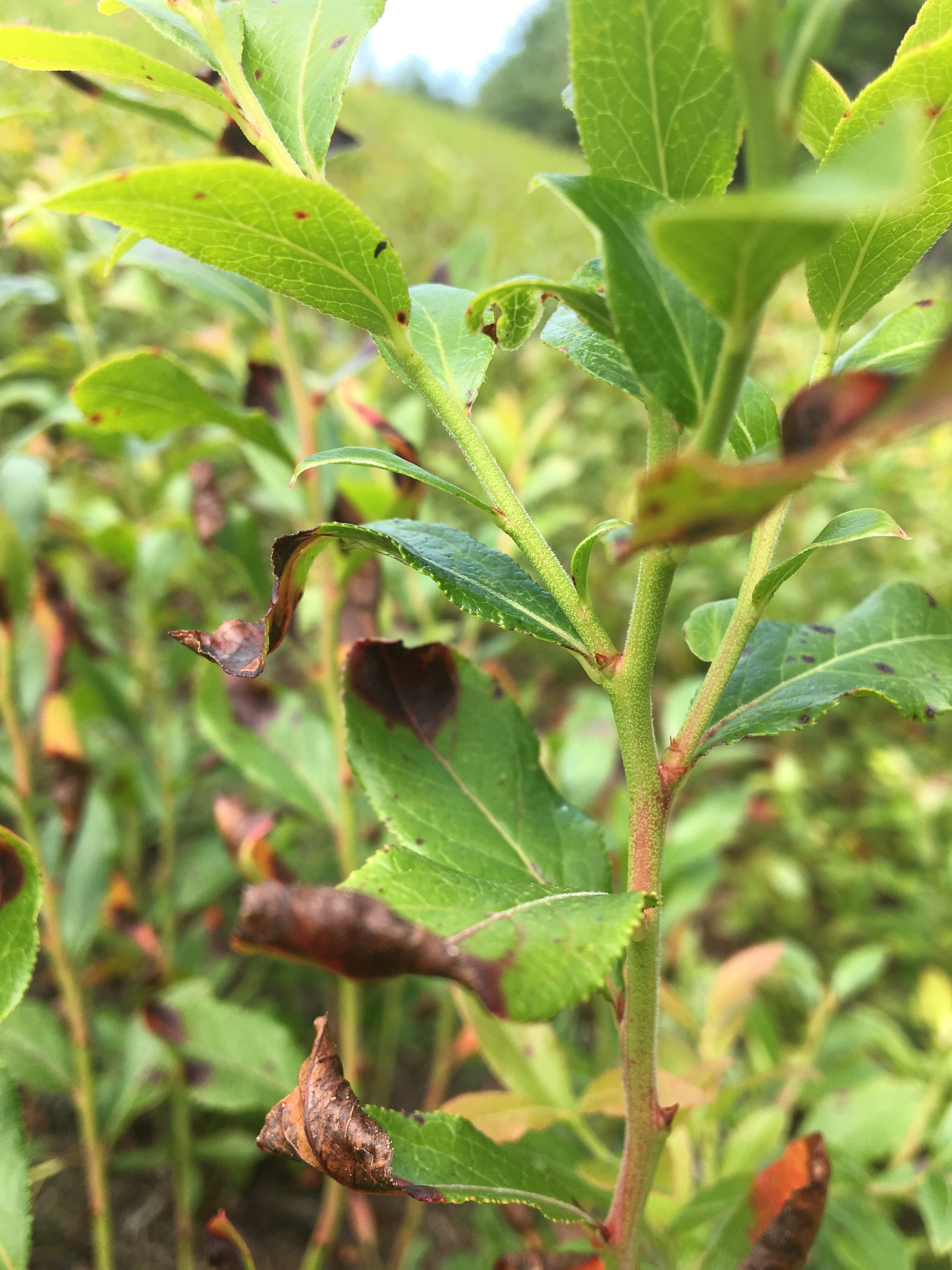 Close up blueberry stem with disease damage turing leaves brown at the tips