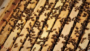 honey bees in managed hive crawling all over wood