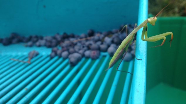 praying mantis on rake