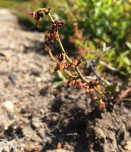 frost damage on wild blueberry