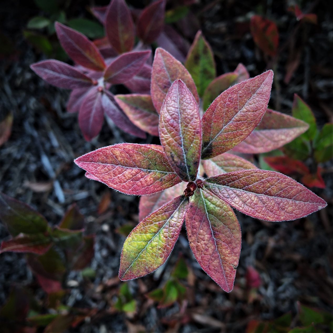 Wild Blueberry Research and Extension Reports By Year Cooperative