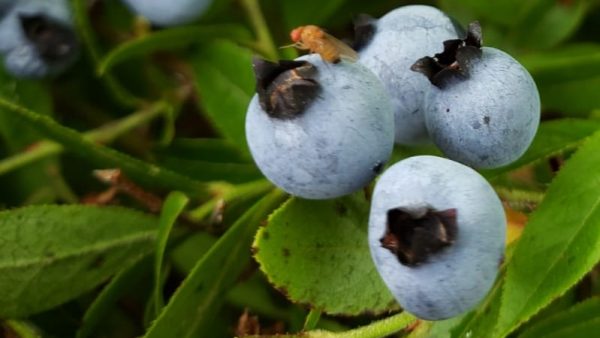 female spotted wing drosophila on blueberry