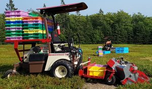 rideable berry picker with multiple colored plastic boxes on the back of the picker