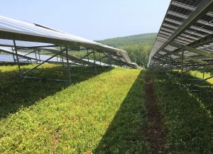 View along a row of solar panels installed above wild blueberry bushes
