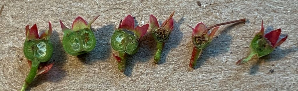 Possible cold damage to set blueberry fruit