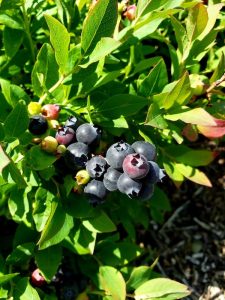 blue-fruit-5-Abby-Cadorette